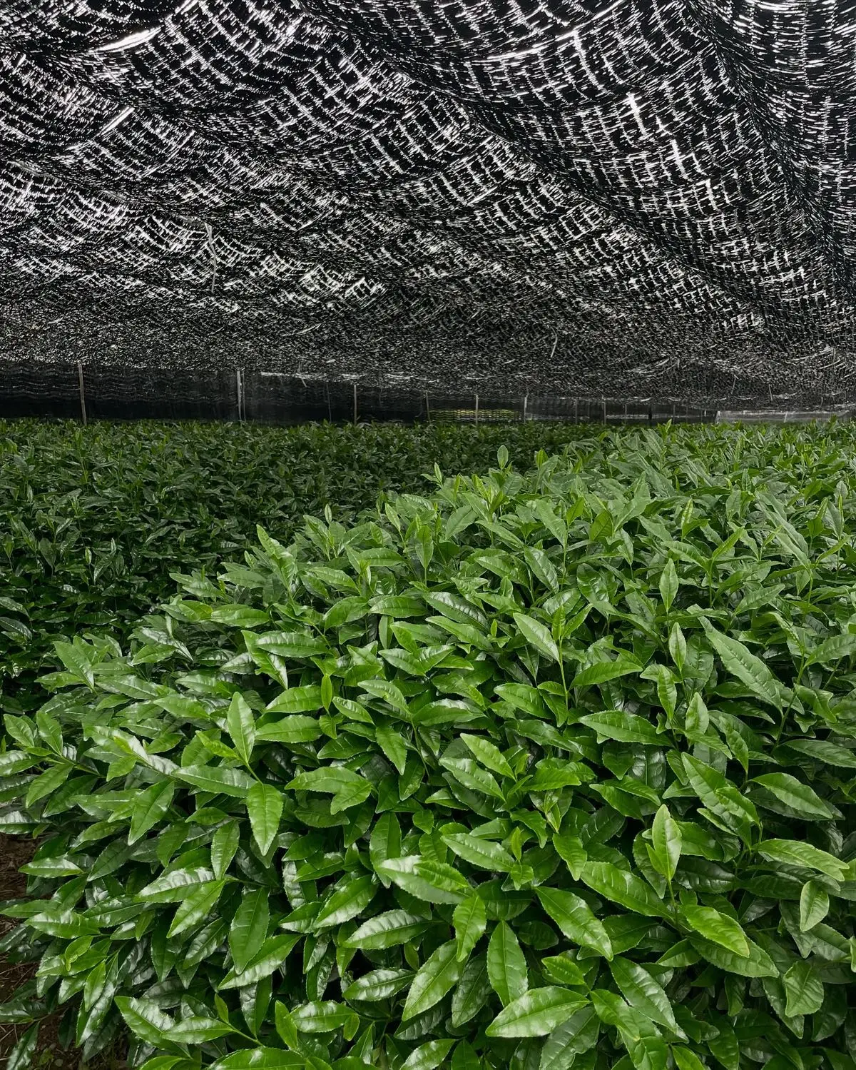 The Matcha Shortage Won't Fix Itself